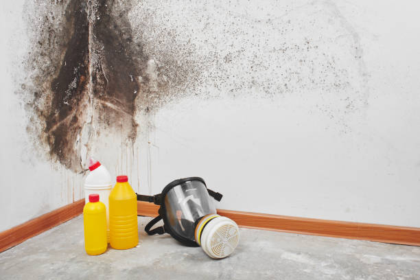 Best Mold Testing  in Warrensburg, IL
