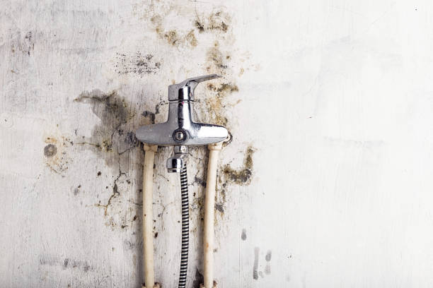 Best Mold Damage Repair  in Warrensburg, IL