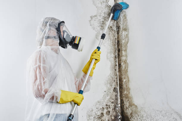 Best Professional Mold Removal  in Warrensburg, IL