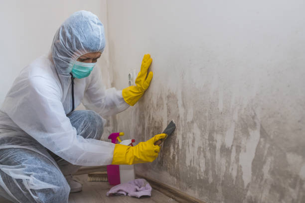 Best Local Mold Removal Service  in Warrensburg, IL