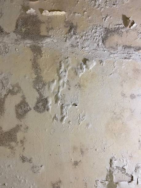 Best Mold Cleaning Services  in Warrensburg, IL