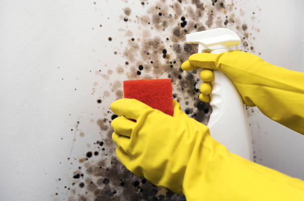Best Certified Mold Removal  in Warrensburg, IL