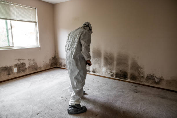 Best Fast Mold Removal  in Warrensburg, IL