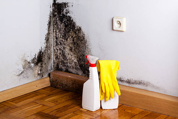 Reliable Warrensburg, IL Mold Removal Solutions
