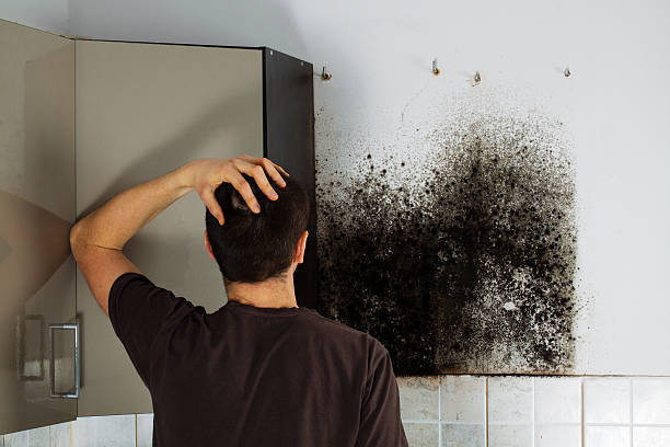 Best Mold Remediation  in Warrensburg, IL